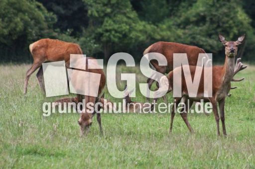 Rotwild - Rothirsch_1230.jpg